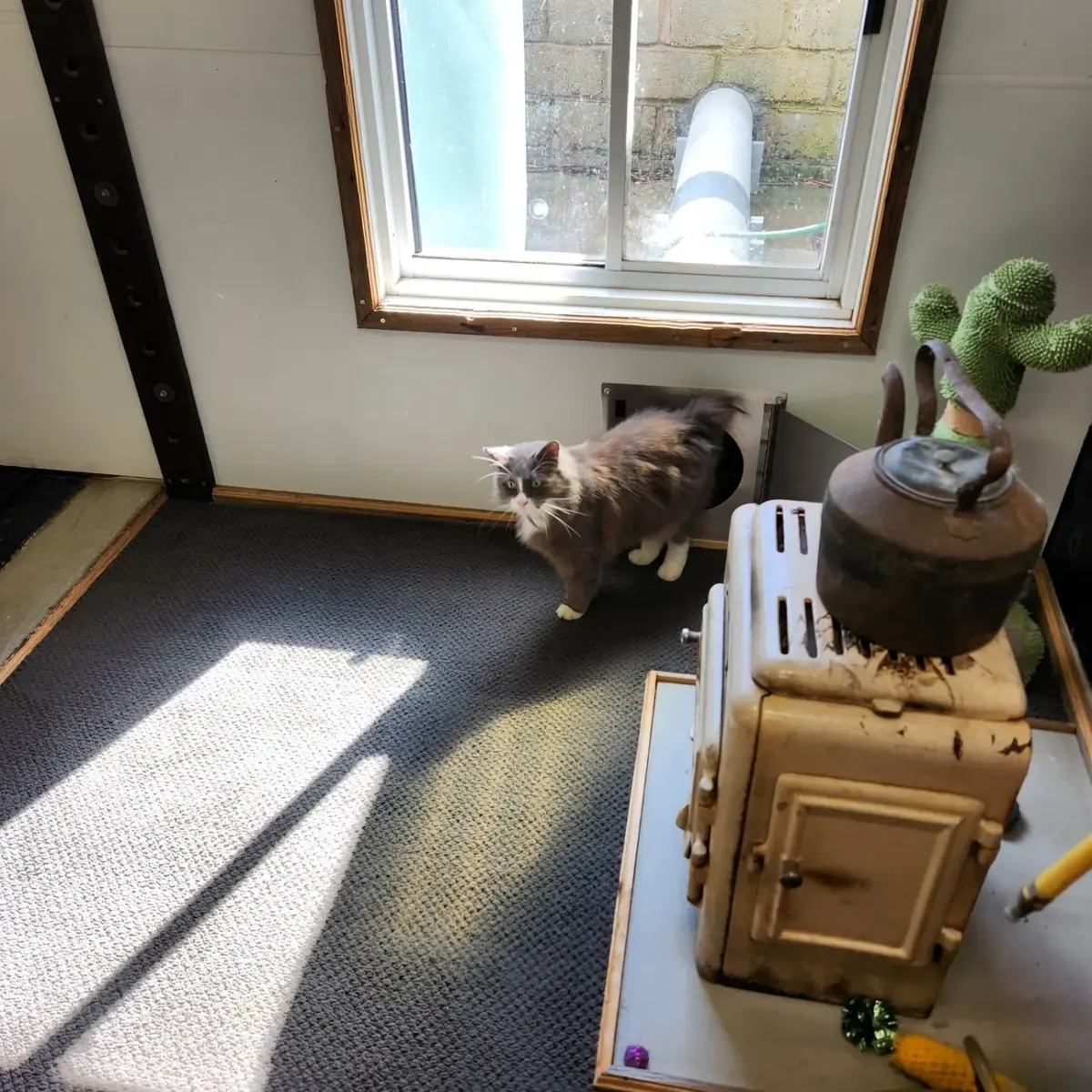 Cat at the kitty door