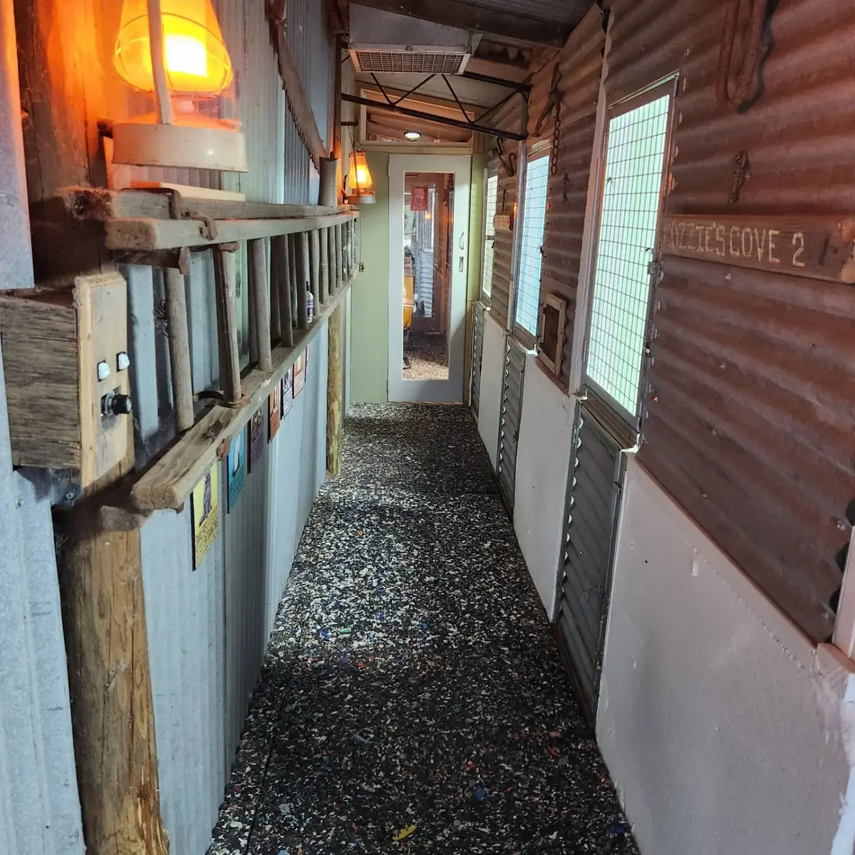 Happy cat at Lions Lick